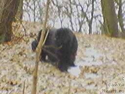 Фото: ньюфаундленд Санта оф Нептуниас