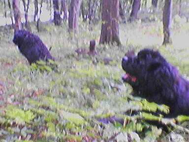 Фото: ньюфаундленд Санта оф Нептуниас, ньюфаундленд Умка Арни Чинджу