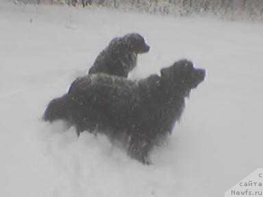 Фото: ньюфаундленд Санта оф Нептуниас, ньюфаундленд Умка Арни Чинджу