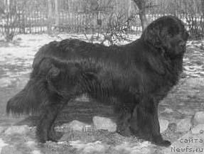Фото: ньюфаундленд Astor von Teltower-Busch