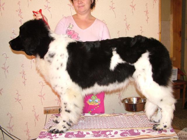 Фото: ньюфаундленд Питерньюф Продижи (Piternyuf Prodigy)