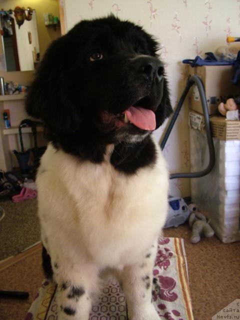 Фото: ньюфаундленд Питерньюф Продижи (Piternyuf Prodigy)