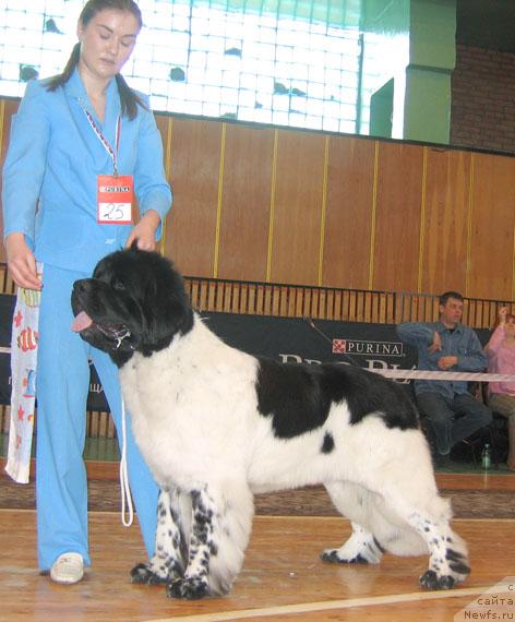 Фото: ньюфаундленд Супер Бизон Арго (Super Bizon Argo)