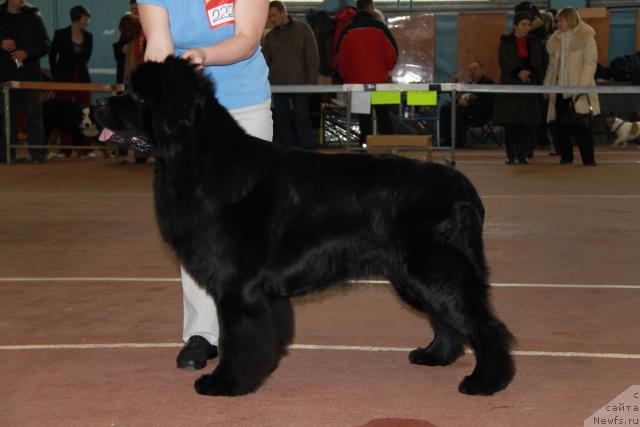 Фото: ньюфаундленд King of Helluland Good Friend