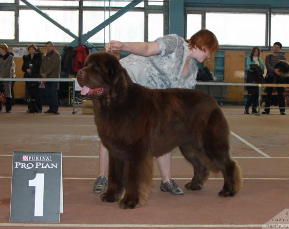 Фото: ньюфаундленд Aetna vom Riesrand