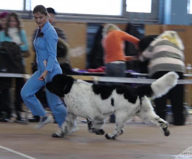 Фото: ньюфаундленд Супер Бизон Арго (Super Bizon Argo)