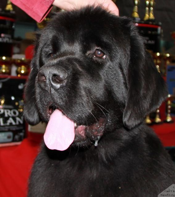 Фото: ньюфаундленд Супер Премиум Глюкоза (Super Premium Glukoza)