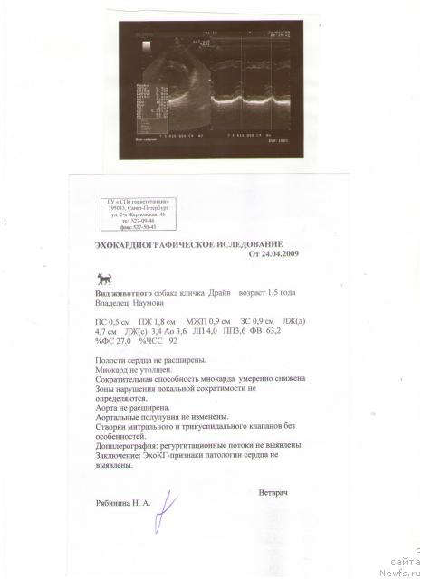 Фото: ньюфаундленд Drive Me Crazy of Apachee's Home