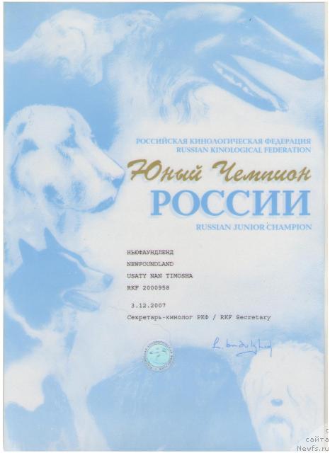 Фото: ньюфаундленд Усатый Нянь Тимоша