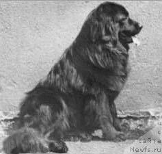 Фото: ньюфаундленд Anthony von der Warte