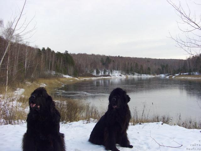 Фото: ньюфаундленд Акин Соул София, ньюфаундленд Лесная Сказка Лунная Соната