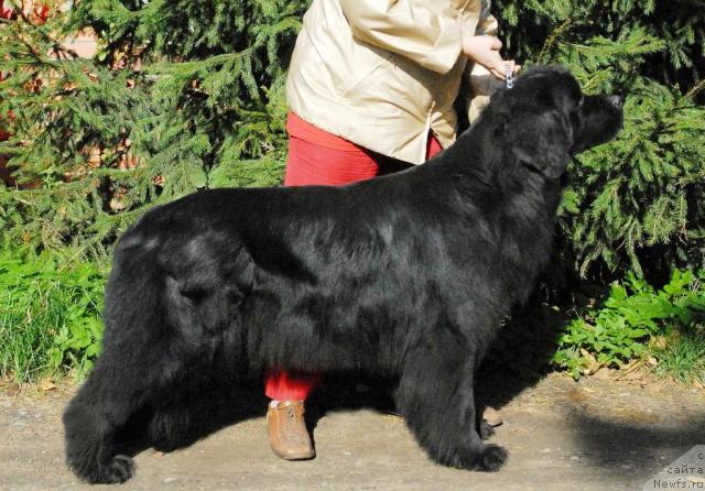 Фото: ньюфаундленд Сент Джонс Инфинити