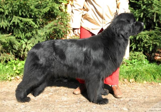 Фото: ньюфаундленд Сент Джонс Инфинити