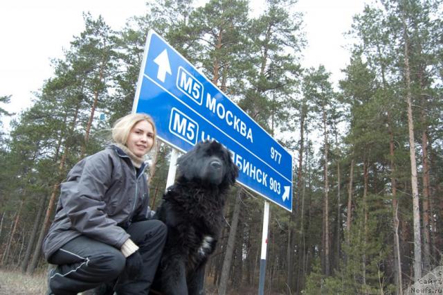 Фото: ньюфаундленд Маг Исполин Копперфильд, Александра Канунникова