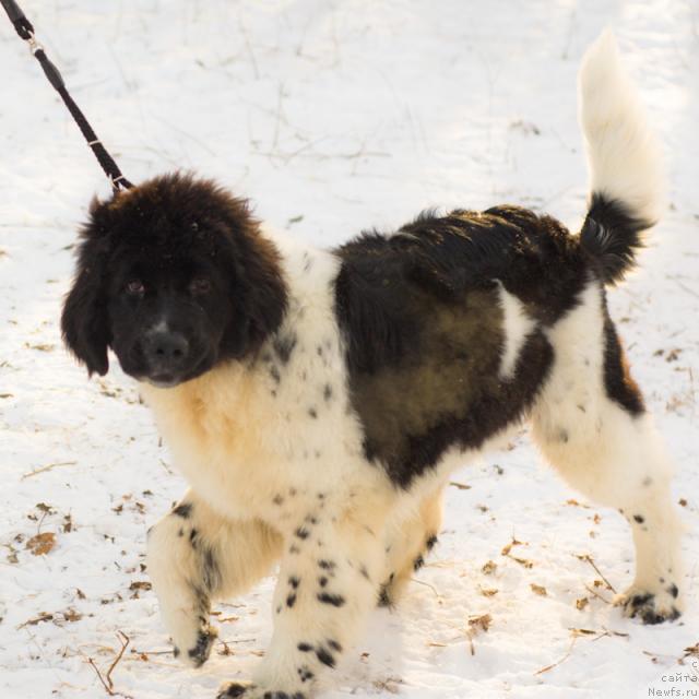 Фото: ньюфаундленд Питерньюф Продижи (Piternyuf Prodigy)