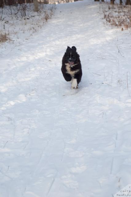 Фото: ньюфаундленд Маг Исполин Лавина (Mag Ispolin Lavina)