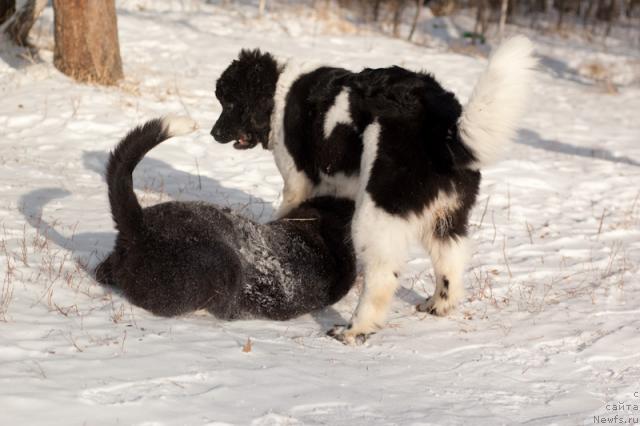 Фото: ньюфаундленд Питерньюф Продижи (Piternyuf Prodigy), ньюфаундленд Маг Исполин Лавина (Mag Ispolin Lavina)