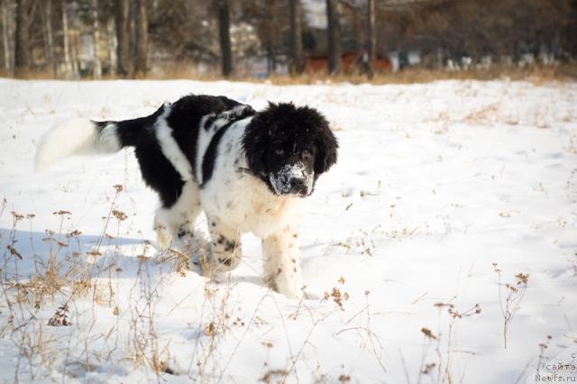 Фотография № 34418