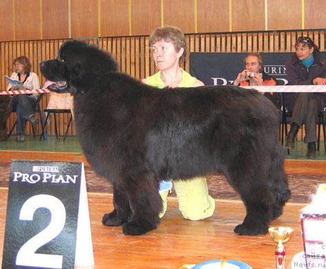 Фото: ньюфаундленд Адмирейшен Фор Ол из Медвежьего Яра (Admiration For All iz Medvejyego Yara)