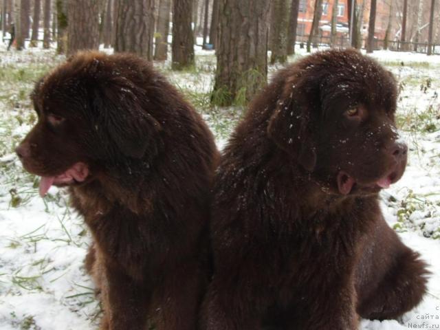 Фото: ньюфаундленд Кокетка от Чаннел из Медвежьего Яра, ньюфаундленд Командор из Медвежьего Яра