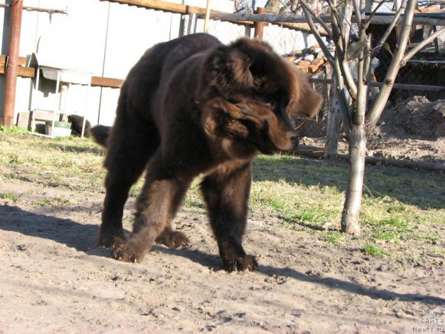 Фото: ньюфаундленд Аристократ от Рафаэллы