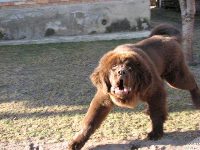 Фото: ньюфаундленд Аристократ от Рафаэллы