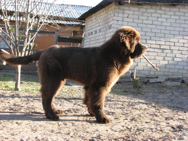 Фото: ньюфаундленд Аристократ от Рафаэллы