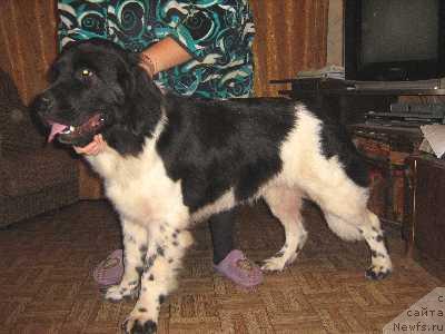 Фото: ньюфаундленд Зарянка Морской Медведь (Zaryanika Morskoy Medved)