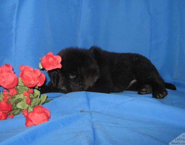 Фото: ньюфаундленд Императорский Каприз Икария