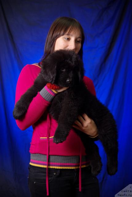 Фото: ньюфаундленд Императорский Каприз Икария