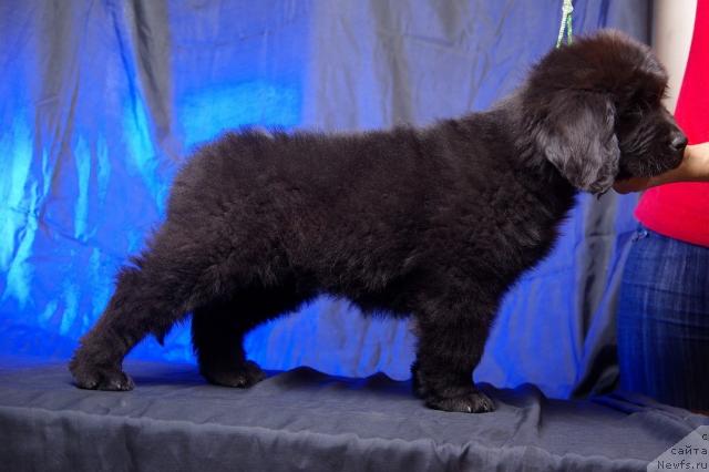 Фото: ньюфаундленд Императорский Каприз Икария