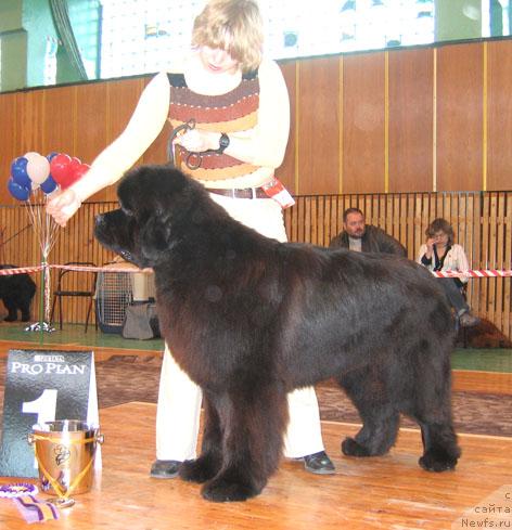 Фото: ньюфаундленд Армани Империал