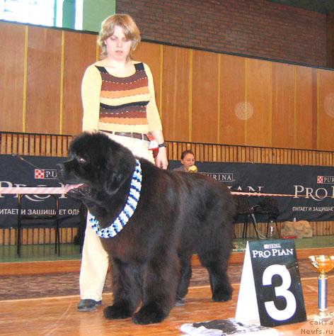 Фото: ньюфаундленд Армани Империал