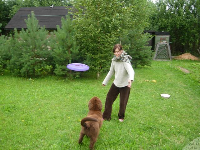 Фото: ньюфаундленд Фанньюф Образ Жизни Альф