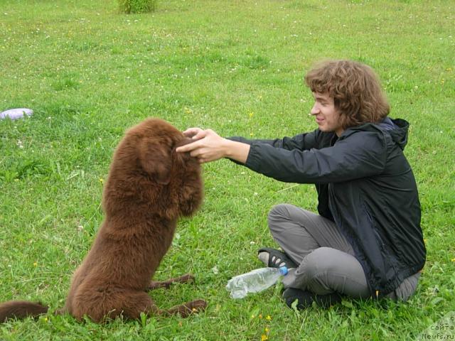 Фото: ньюфаундленд Фанньюф Образ Жизни Альф