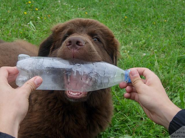 Фото: ньюфаундленд Фанньюф Образ Жизни Альф