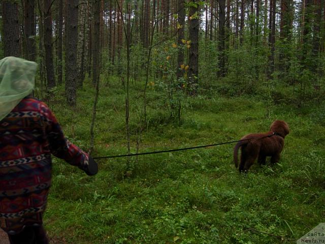 Фото: ньюфаундленд Фанньюф Образ Жизни Альф