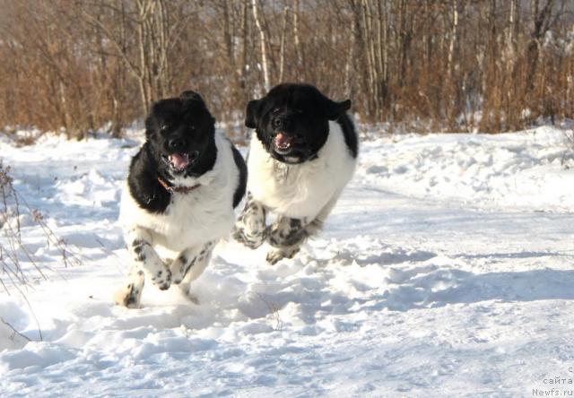 Фото: ньюфаундленд Плюшевая Панда Ла Белла, ньюфаундленд Супер Бизон Арго (Super Bizon Argo)