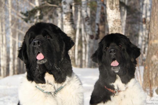 Фото: ньюфаундленд Супер Бизон Арго (Super Bizon Argo), ньюфаундленд Плюшевая Панда Ла Белла