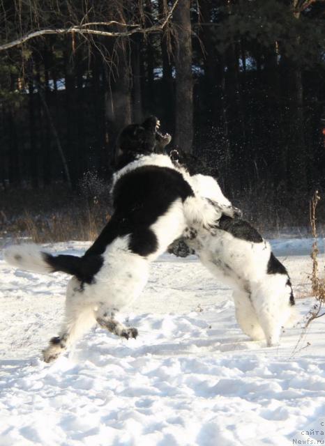 Фото: ньюфаундленд Супер Бизон Арго (Super Bizon Argo), ньюфаундленд Плюшевая Панда Ла Белла