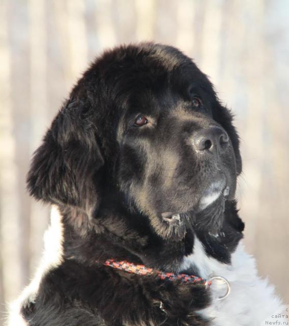 Фото: ньюфаундленд Плюшевая Панда Ла Белла