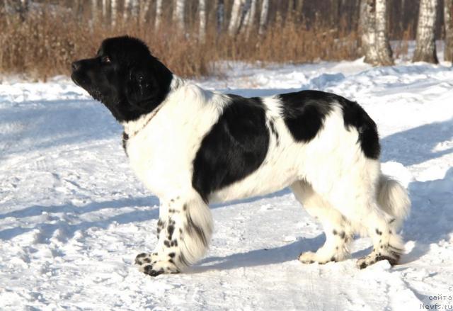 Фото: ньюфаундленд Плюшевая Панда Ла Белла