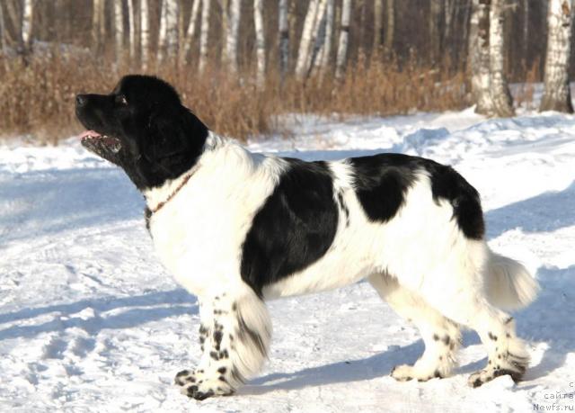 Фото: ньюфаундленд Плюшевая Панда Ла Белла