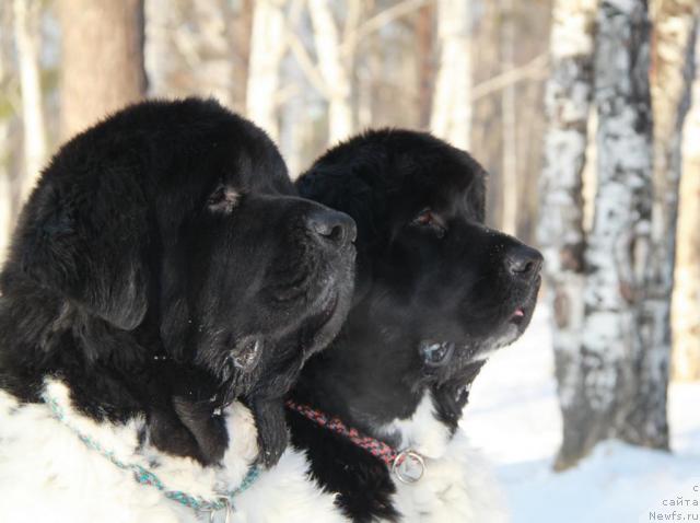 Фото: ньюфаундленд Супер Бизон Арго (Super Bizon Argo), ньюфаундленд Плюшевая Панда Ла Белла