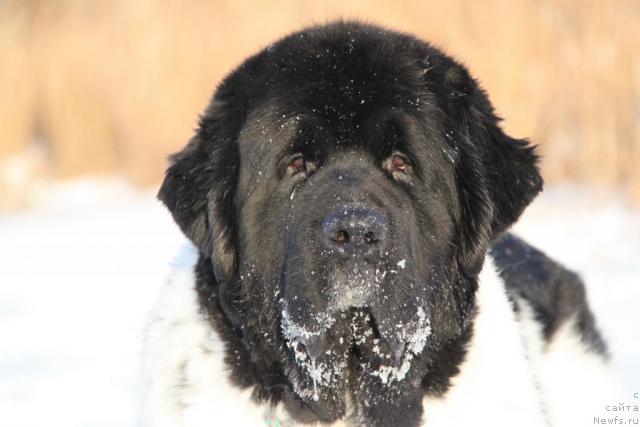 Фото: ньюфаундленд Супер Бизон Арго (Super Bizon Argo)