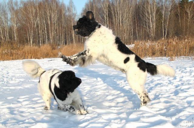 Фото: ньюфаундленд Супер Бизон Арго (Super Bizon Argo), ньюфаундленд Плюшевая Панда Ла Белла