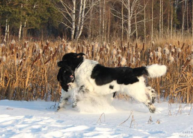 Фото: ньюфаундленд Супер Бизон Арго (Super Bizon Argo), ньюфаундленд Плюшевая Панда Ла Белла