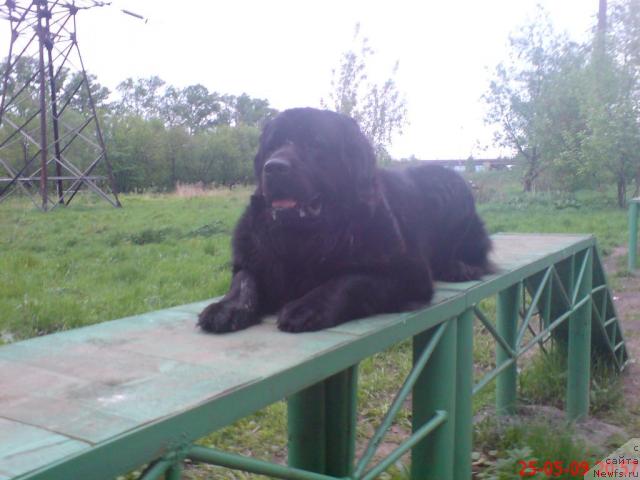 Фото: ньюфаундленд Великий Медведь Загадка