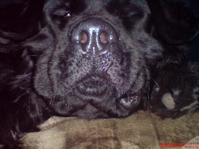 Фото: ньюфаундленд Великий Медведь Загадка