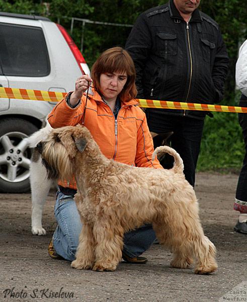 Фото: [d417] мой пшеничный терьер